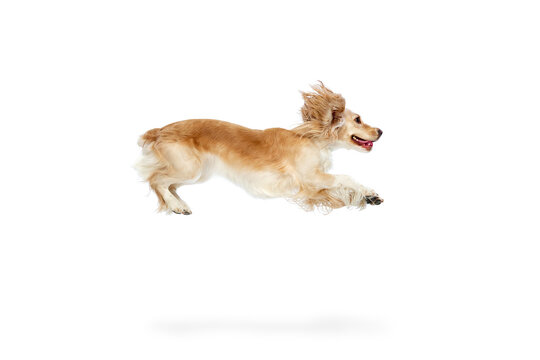 Studio image of active, playful, beautiful dog, english cocker spaniel in motion, running against white background. Hunting dog. Concept of domestic animal, action, animal life. Copyspace for ad.