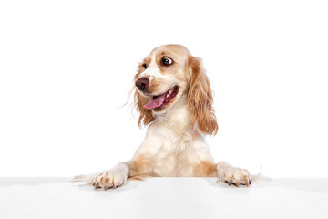 Studio image of attractive, cute, lovely dog, english cocker spaniel peeking out table and smiling...