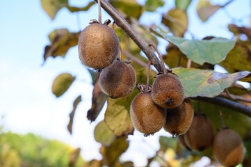 Ripe kiwi fruits hang on a branch against a background of blue sky and foliage. Close-up.