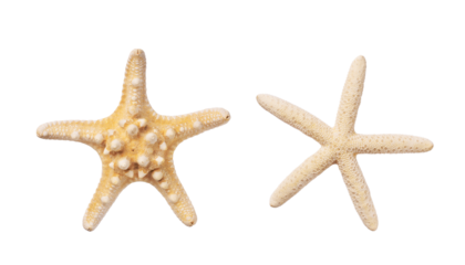 Caribbean beige starfish. Dried sea starfish isolated on transparent background top view.