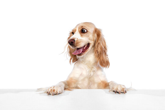 Studio image of attractive, cute, lovely dog, english cocker spaniel peeking out table and smiling against white background. Concept of domestic animal, motion, action, animal life. Copyspace for ad.