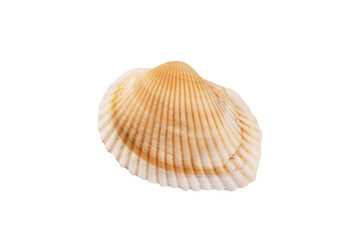 Seashell isolated on transparent background. Seashell for you design.
