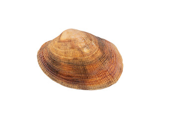 Seashell isolated on transparent background. Seashell for you design.