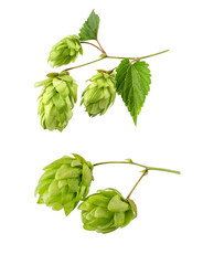 Hop cone isolated on transparent background. Hop plant for brewing beer. - 586519142