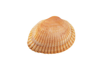 Seashell isolated on transparent background. Seashell for you design.