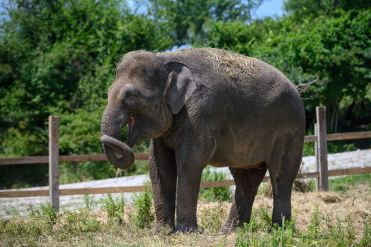 An Asian elephant stands on dry grass against the background of a wooden fence and trees.