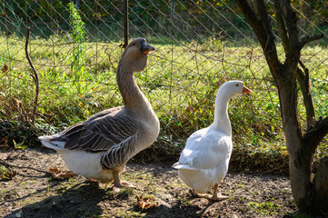 A gray domestic goose and a white goose are standing near a fence made of metal mesh. Close-up.