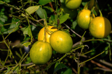 Almost ripe lemon fruits are hanging on a branch. Close-up.
