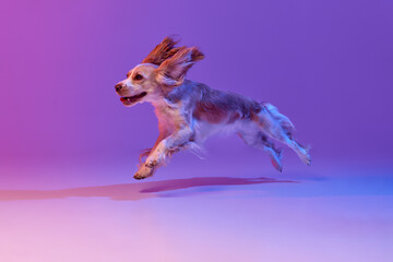 Studio image of happy dog, english cocker spaniel running against gradient pink purple background....