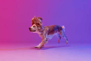 Happy and delightful. Studio image of beautiful dog, english cocker spaniel running against...