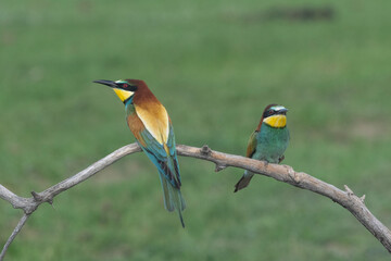 European bee eater (Merops apiaster)