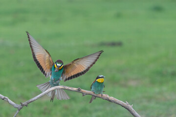 European bee eater (Merops apiaster)