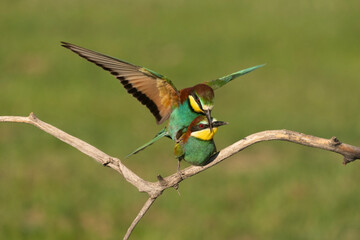 Eurasian bee eater