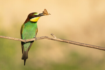 European bee eater (Merops apiaster)
