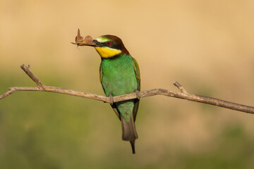 European bee eater (Merops apiaster)