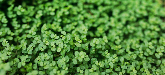 Close-up of microgreen plant. Concept of home gardening and growing greenery indoors. Eco-friendly small business. Vegan and healthy food banner