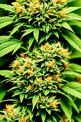 Naklejka na ściany i meble Cannabis, marijuana, hemp plant for medical product. New medicine. Closeup of bloom and leaves. Therapy for diseases. Life style. Relaxation. Green Planet. New harvest. Smuggling.