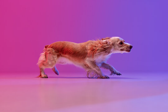 Hunting dog. Studio image of beautiful dog, english cocker spaniel against gradient pink purple background. Concept of domestic animal, motion, action, pets love, animal life. Copyspace for ad.