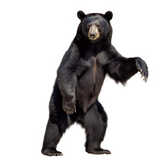 Fototapeta premium black bear isolate on background