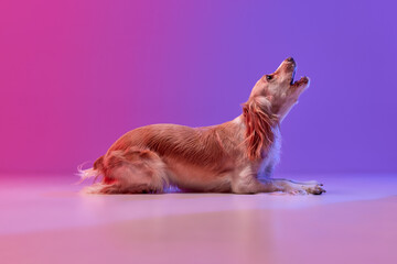 Studio image of beautiful dog, golden english cocker spaniel lying and howling against gradient...