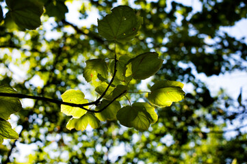 Leaf