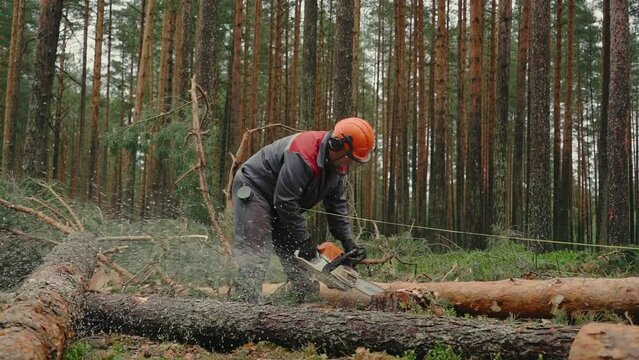 Deforestation, forest cutting concept. Wood is getting sawn by the worker with the shavings flying around