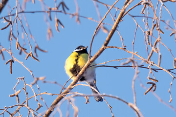 tit is sitting on a tree branch, with the blue sky in the background