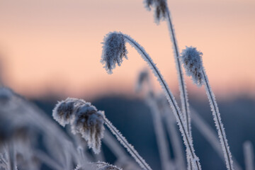 frosty field of grass with the sun setting in the background