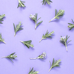 Pattern made of rosemary on purple background. Creative nature concept.