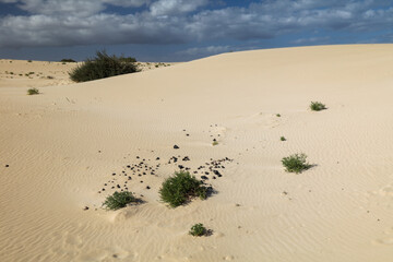 Desert landscape with dunes and sand waves 