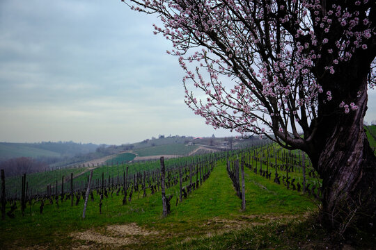 Foto scattata ad un mandorlo in fiore nelle colline di Tassarolo (AL).