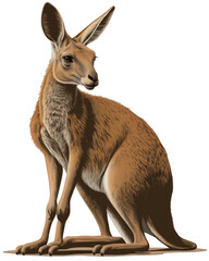 Kangaroo Illustration With Transparent Background. Generative Ai.