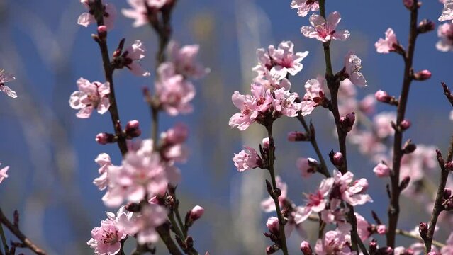 4K Blossom Blooming Trees Orchard Spring Fruits Flowers Cherry Plum Apple Peach