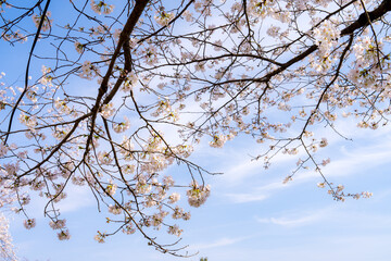 満開の桜
