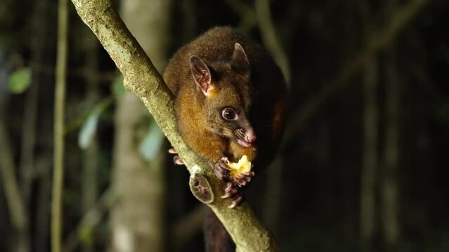a night shot of a coppery brushtail possum climbing on a vine and eating a banana at a rainforest in north qld, australia