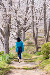 Fototapeta premium お花見で散歩する女性６