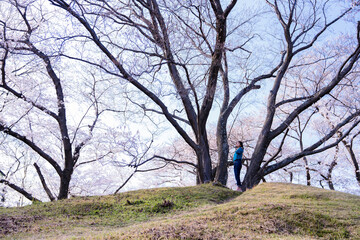 Fototapeta na wymiar 大きな桜の木の下にいる女性