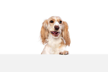 Studio image of smart, cute, lovely dog, english cocker spaniel peeking out table and smiling...