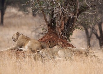Fototapeta na wymiar Lions masai mara 