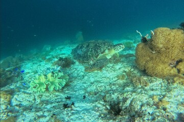 Fototapeta na wymiar Full body shot of a turtle under water on the seabed surrounded by coral reef.
