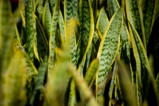 A close-up view of a lush sanseveria plant with dark green leaves and yellow edges. The leaves are thick and sword-shaped.