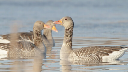 Greylag goose wild birds swimming in water, Anser anser