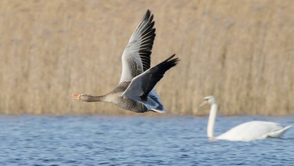 Fototapeta na wymiar Greylag goose bird in flight over spring lake, bird flying Anser anser