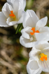 Close-up of blooming crocuses in early spring. Top view.