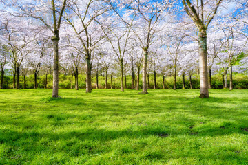 Cherry blossom in the garden. Spring time. Bright sun and green grass in the meadow. Warm weather. Walk in the cherry garden.