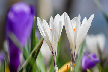 Close-up of blooming crocuses in early spring.