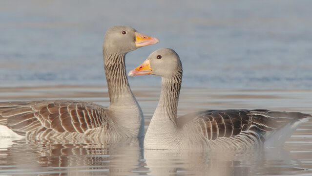 Greylag goose wild birds swimming in water, Anser anser
