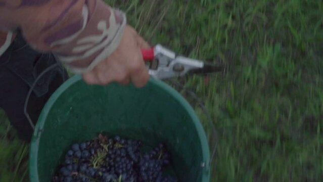 saisonnier rempli sceau de raisin pendant vendanges