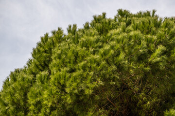 Fototapeta na wymiar copa de pino con hojas verdes y cielo 