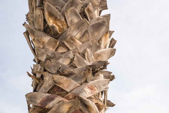 Textura de un troco de palmera de color  marr&oacute;n